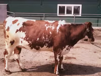 Kuh, Swiss cattle — Foto 5