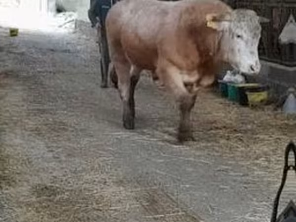 Бух, Blonde d’Aquitane cattle