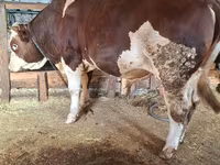 सांड, Simmental cattle — फ़ोटो 4