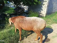 Хуц, Agin sheep — 1 зураг
