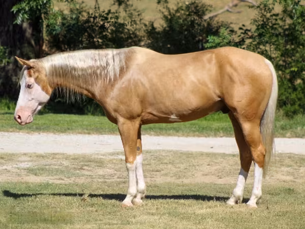 घोड़ा, Palomino