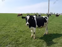Vaca, Raza Holstein — foto 7