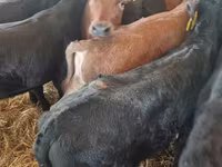 Toro, Vaca Limousin — foto 6