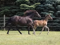 公马, Rocky Mountain Horse — 照片 2