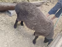 نعجة, Saryarka sheep — الصورة 4