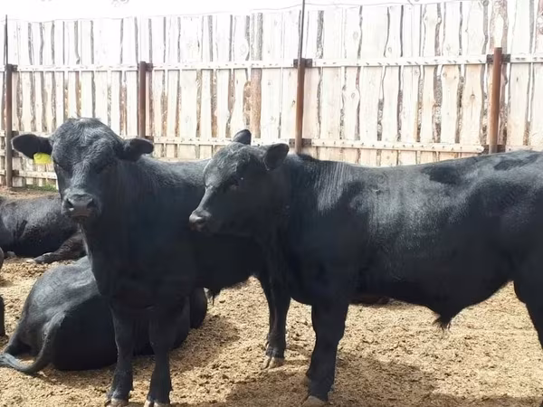 Toro, Raza Holstein