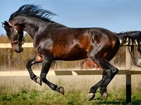 فرس, Horse breed — الصورة 1