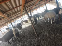Sheep, Sheep — photo 3