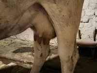 母牛, Ukrainian Brown Dairy Cattle — 照片 5