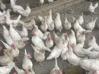 लेघोर्न — फ़ोटो 4