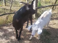 母山羊, Goats — 照片 1