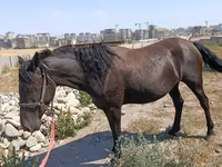 母马, Skyros Pony — 照片 1