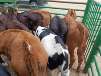 Vaca, Vaca Limousin — foto 3