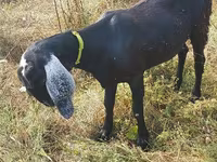 बकरी, Nubian Goat — फ़ोटो 4
