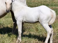 घोड़ी, Quarter Horse — फ़ोटो 1