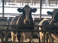 Vaca, Raza Holstein — foto 1