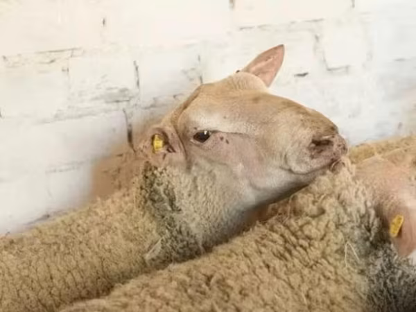 كبش, Precoce sheep — روسيا