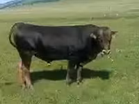 Toro, Ganado vacuno — foto 3