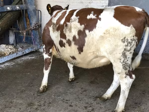 Cow, Holstein breed