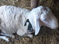 Хуц, Awassi sheep — 2 зураг