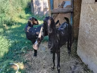 Cabra, Kamori goats — foto 3
