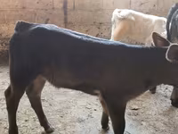 Cow, Belgian Blue — photo 5