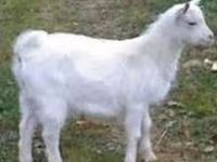 تيس, Saanen goat — الصورة 1