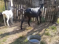 母山羊, Goats — 照片 3