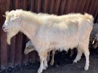 Cabro, Saanen goat — foto 2