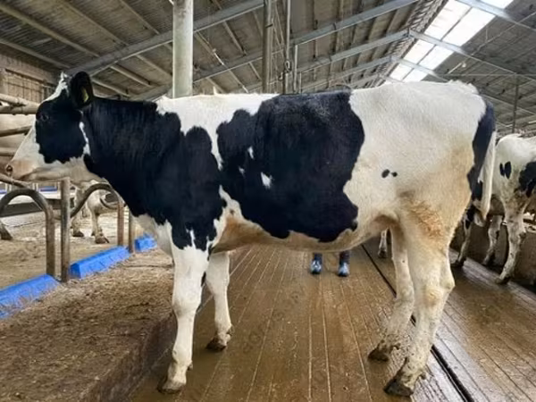 गाय, गोलस्टीन नस्ल
