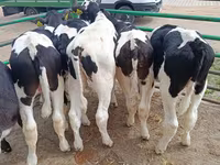 Bulle, Holstein-Rasse — Foto 2