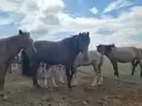 حصان, الخيول — الصورة 8