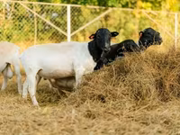Carnero, Dorper sheep — foto 6