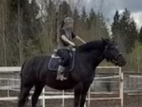 Азаргагүй морь, Percheron — 1 зураг