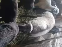 كبش, Rhon sheep — الصورة 4