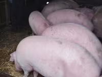 Säue, Schweine — Foto 2