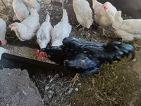 Brahma — Foto 6
