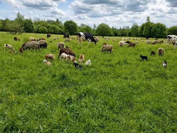 Ram, Sheep