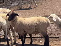 كبش, Hampshire sheep — الصورة 1