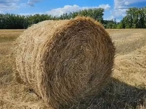 Солома пшеничная