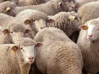 母羊, Sheep — 照片 1