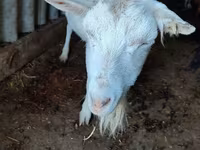 Cabra, Saanen goat — foto 3