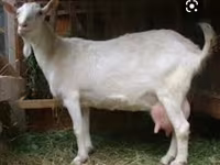 تيس, Saanen goat — الصورة 3