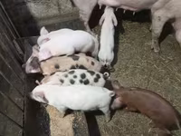 नर सूअर, सूअर — फ़ोटो 2