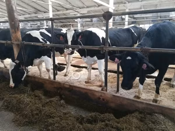 Vaca, Swiss cattle
