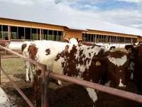 Bulle, Holstein-Rasse — Foto 5