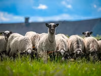Хуц, Romanov sheep — 3 зураг