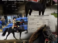 公马, Rocky Mountain Horse — 照片 1