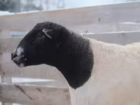 كبش, Dorper sheep — الصورة 3
