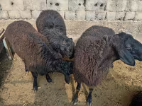 كبش, Rhon sheep — الصورة 4